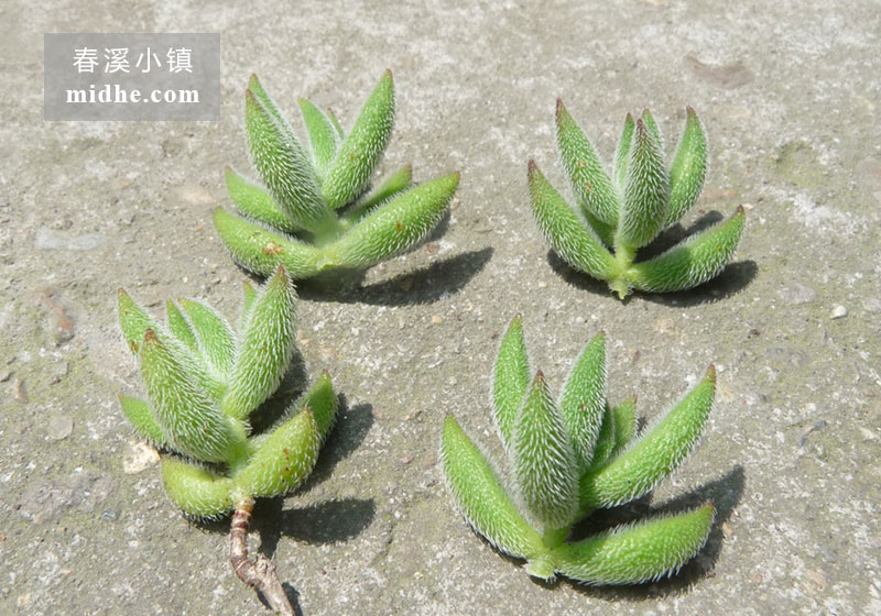 绒针(砍头苗)-春溪小镇