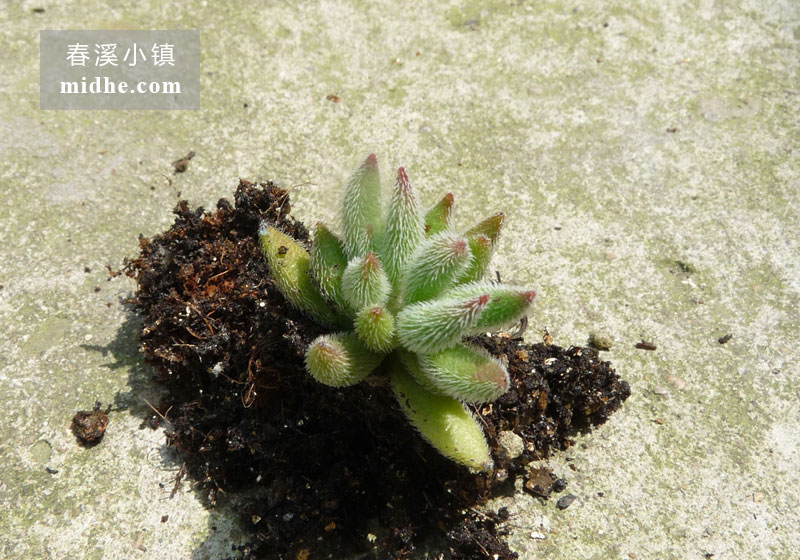 绒针(单株)-春溪小镇