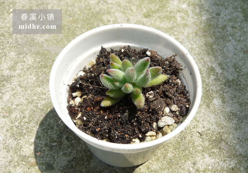 绒针(小白盆)-春溪小镇