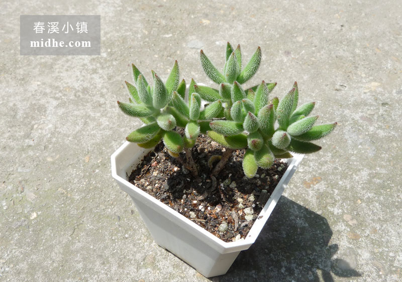 绒针(小方盆)-春溪小镇