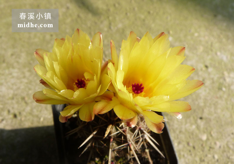 狮子王(单株)-春溪小镇