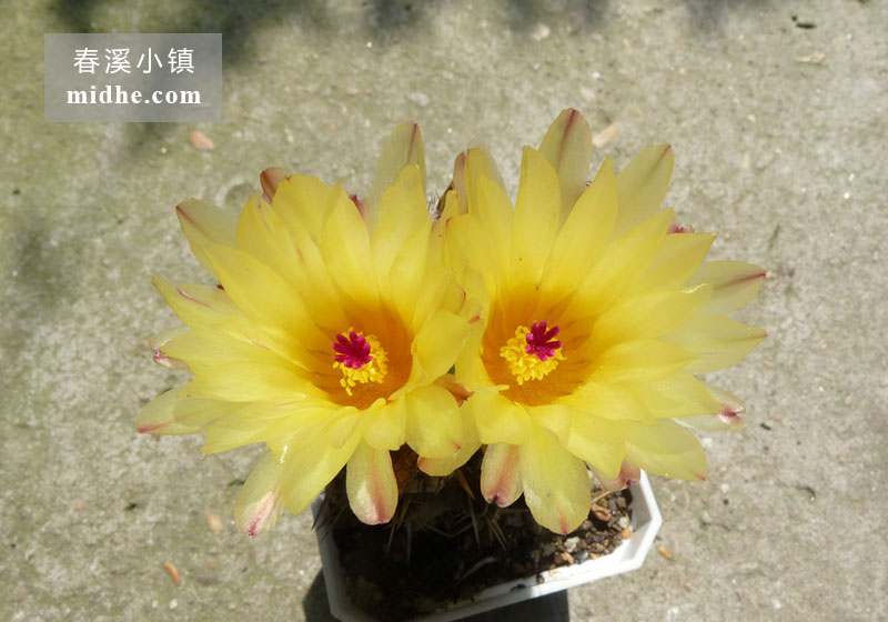 狮子王(小方盆)-春溪小镇