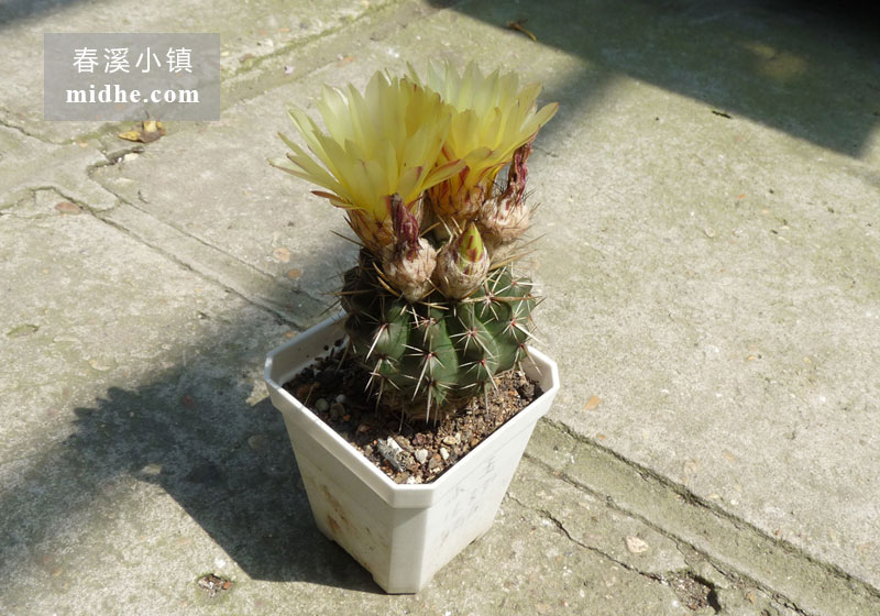 狮子王(小方盆)-春溪小镇