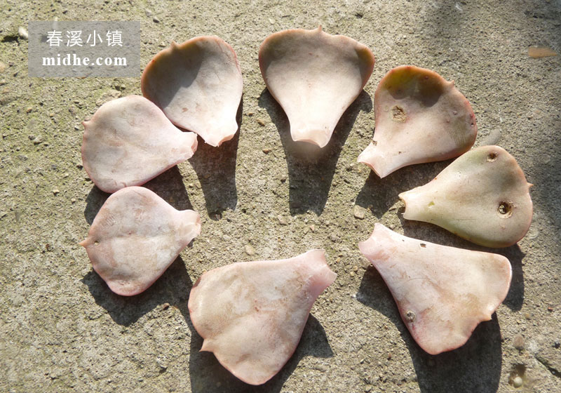 双子座(叶)-春溪小镇