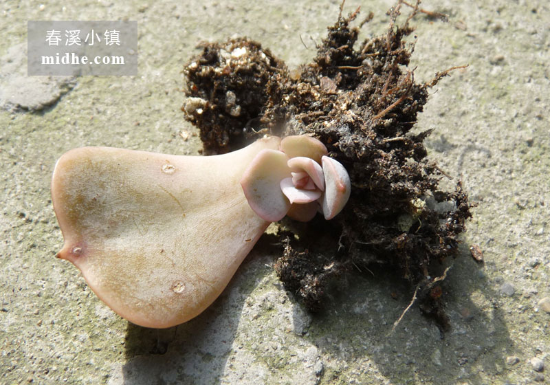 双子座(苗)-春溪小镇