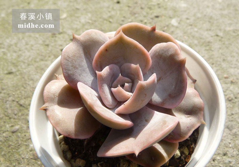双子座(小白盆)-春溪小镇