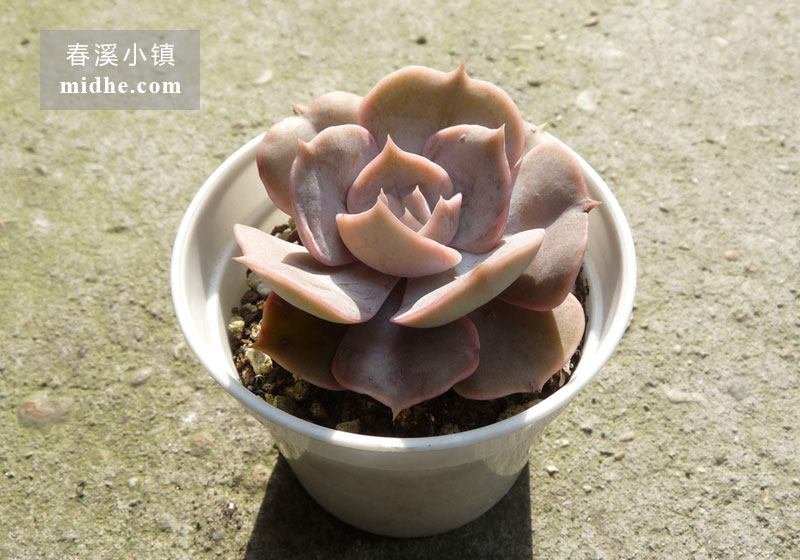双子座(小白盆)-春溪小镇