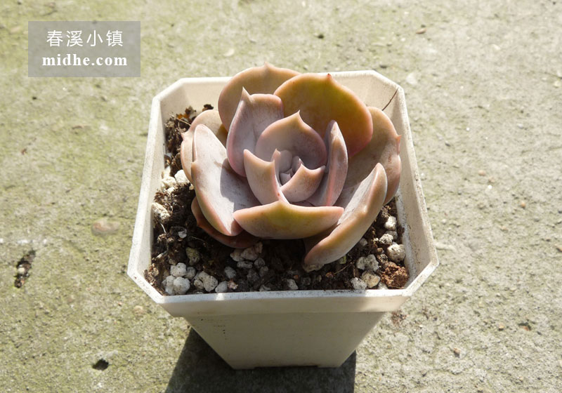 双子座(小方盆)-春溪小镇
