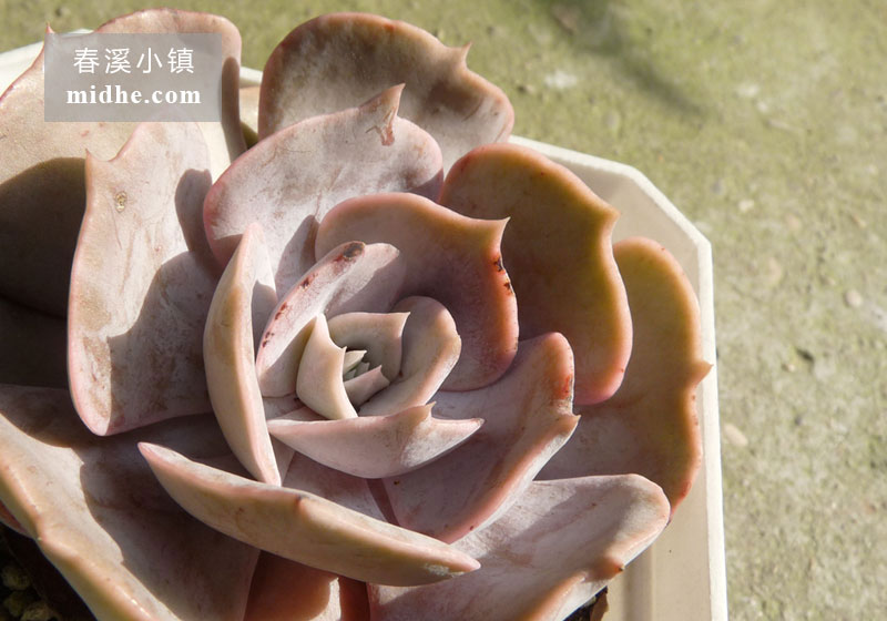 双子座(大方盆)-春溪小镇