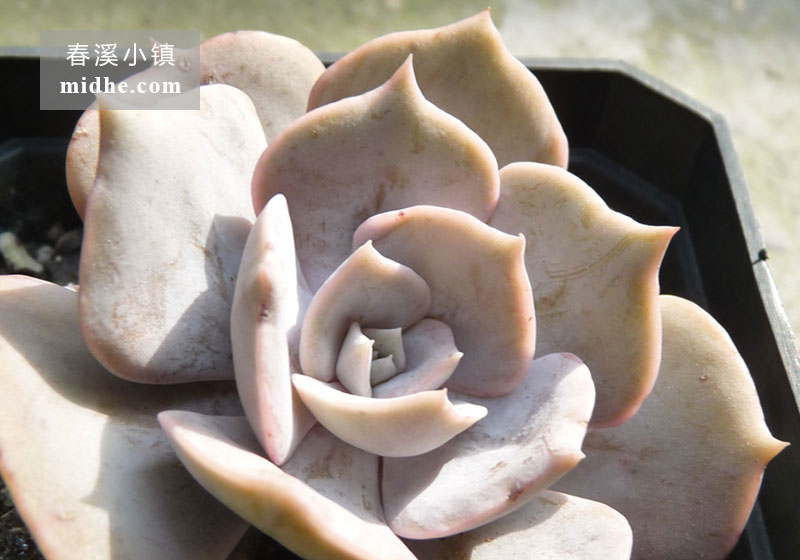 双子座(大方盆)-春溪小镇