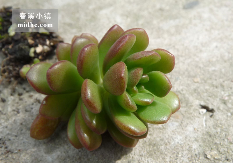 塔洛克(单株)-春溪小镇