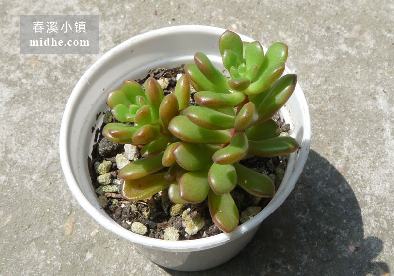 塔洛克(小白盆)-春溪小镇