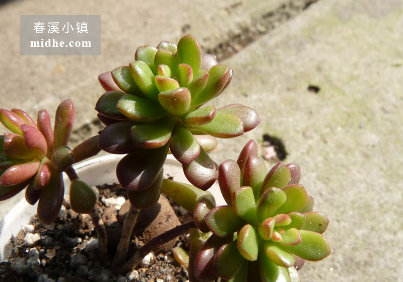塔洛克(小白盆/老桩)-春溪小镇