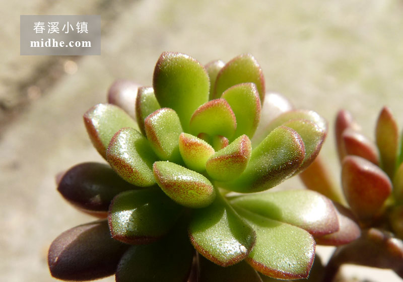 塔洛克(小白盆/老桩)-春溪小镇