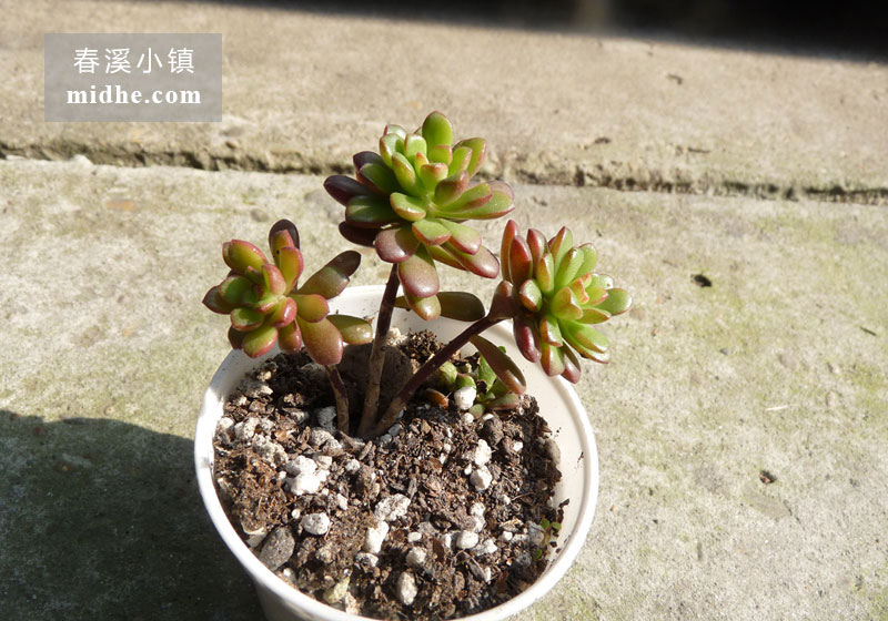 塔洛克(小白盆/老桩)-春溪小镇