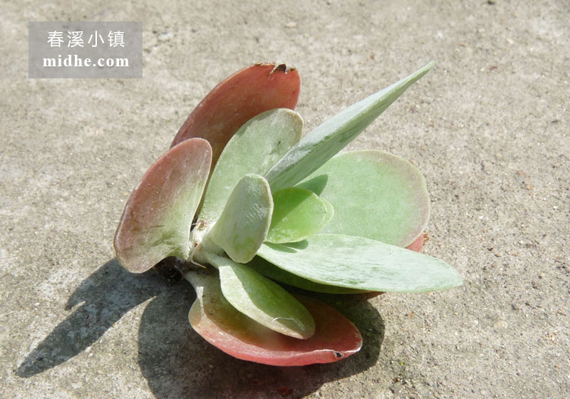 唐印(单株)-春溪小镇