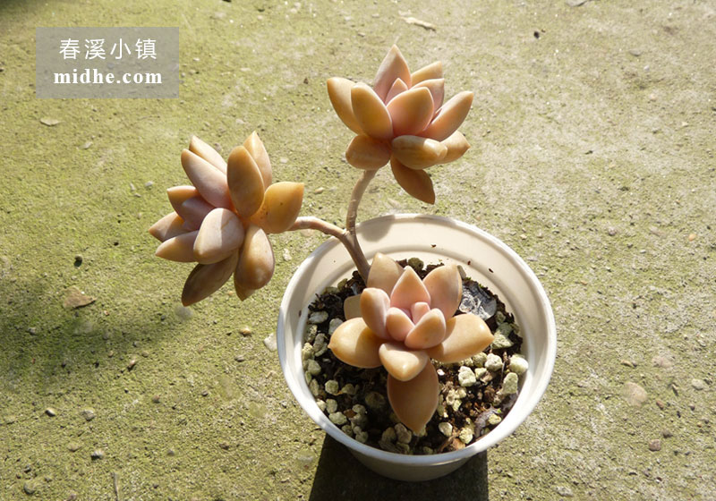 糖斯/淡雪(小白盆老桩/多头)-春溪小镇