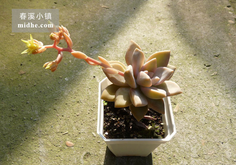 糖斯/淡雪(小方盆老桩/多头)-春溪小镇