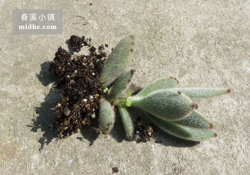 兔耳/月兔耳(单株)-春溪小镇