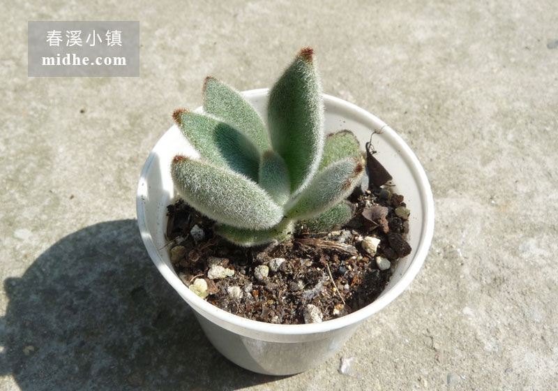 兔耳/月兔耳(小白盆)-春溪小镇