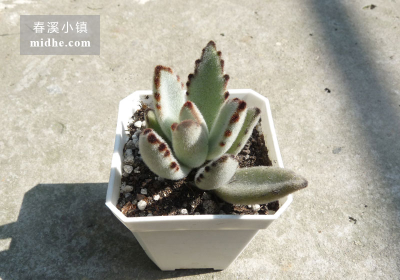 兔耳/月兔耳(小方盆)-春溪小镇