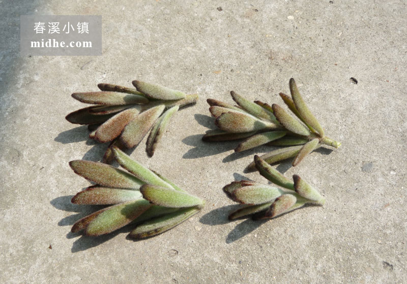 兔耳-黑兔耳-春溪小镇