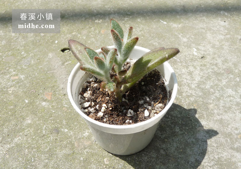 兔耳/黑兔耳（小白盆）-春溪小镇