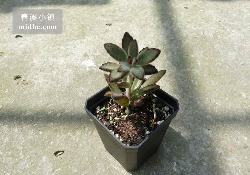 兔耳/黑兔耳（小方盆）-春溪小镇