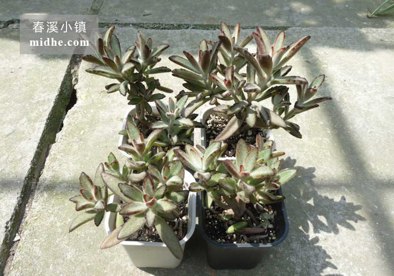 兔耳/黑兔耳（小号万象盆老桩）-春溪小镇