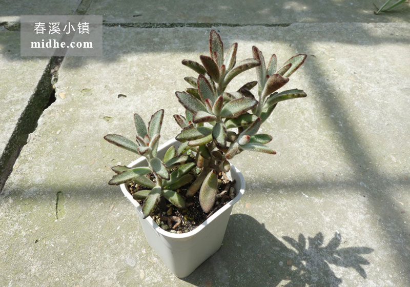 兔耳/黑兔耳（小号万象盆老桩）-春溪小镇