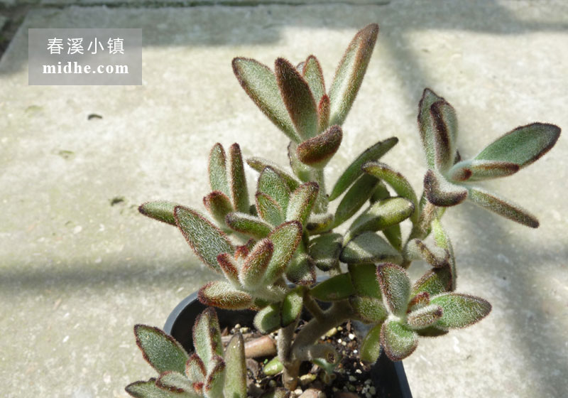 兔耳/黑兔耳（小号万象盆老桩）-春溪小镇