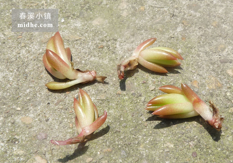 瓦松(苗/分株苗)-春溪小镇