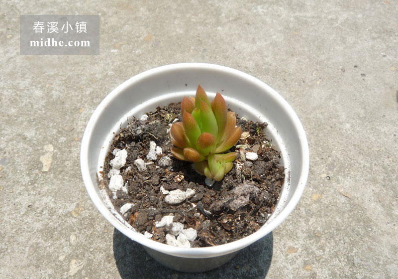瓦松(小白盆)-春溪小镇