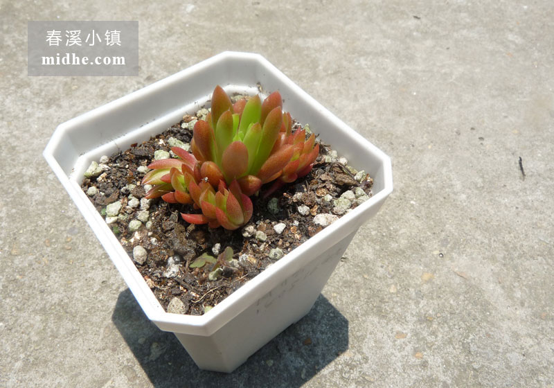 瓦松(小方盆)-春溪小镇