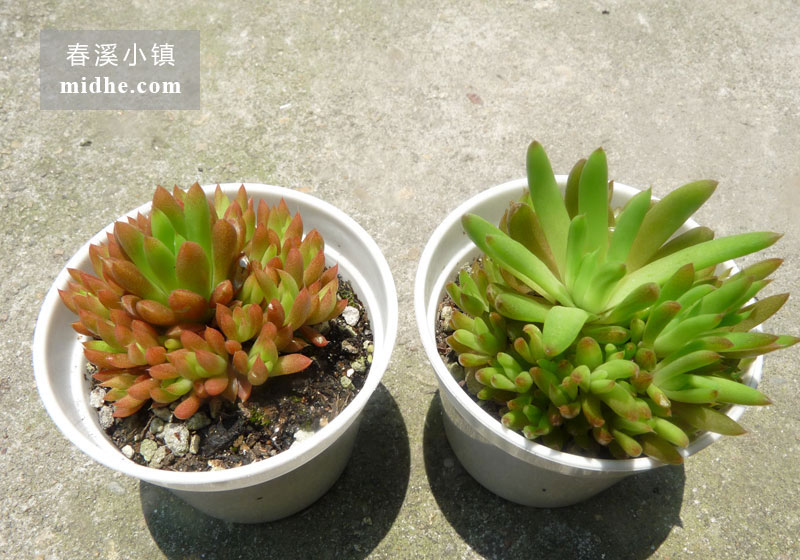 瓦松(小白盆/群生)-春溪小镇