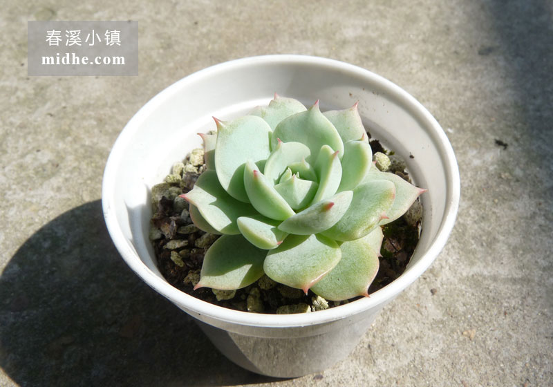 雪域/荷叶莲(小白盆)-春溪小镇