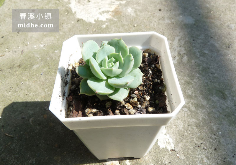 雪域/荷叶莲(小方盆)-春溪小镇
