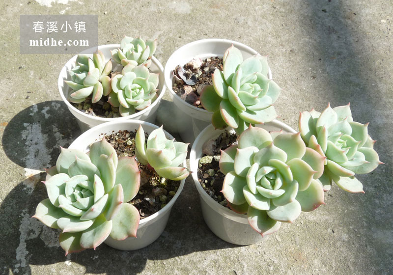 雪域/荷叶莲(小白盆/老桩/多头)-春溪小镇