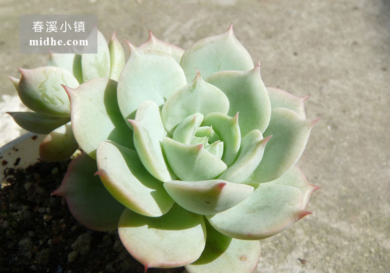 雪域/荷叶莲(小白盆/老桩/多头)-春溪小镇