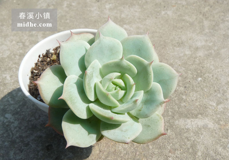 雪域/荷叶莲(小白盆/老桩/多头)-春溪小镇