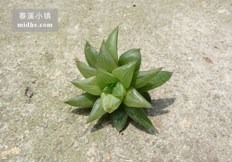 水晶寿/乙莅寿(单株)-春溪小镇