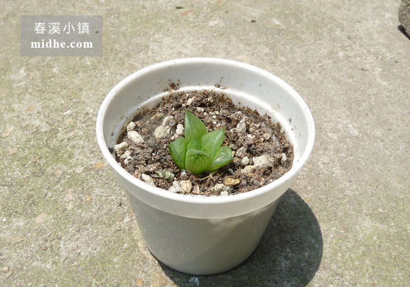 水晶寿/乙莅寿(小白盆)-春溪小镇