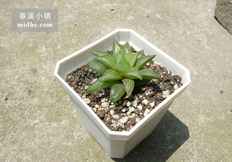 水晶寿/乙莅寿(小方盆)-春溪小镇