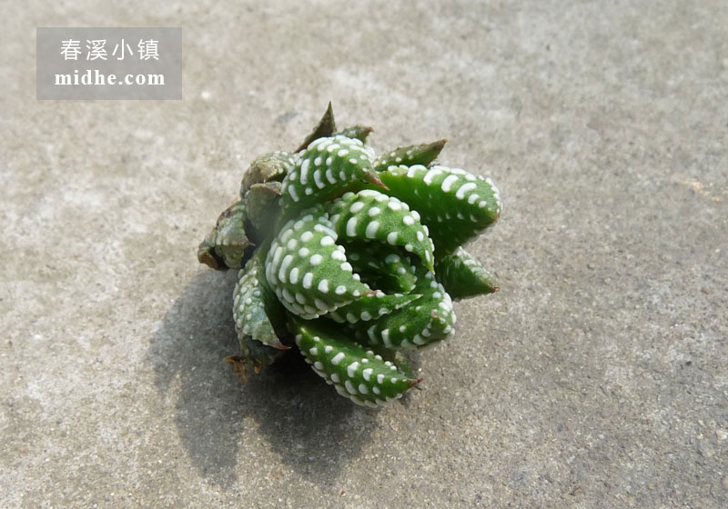 鹰爪(苗)-春溪小镇