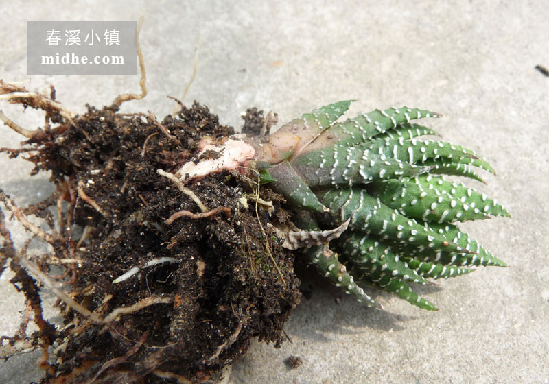 鹰爪(单株)-春溪小镇