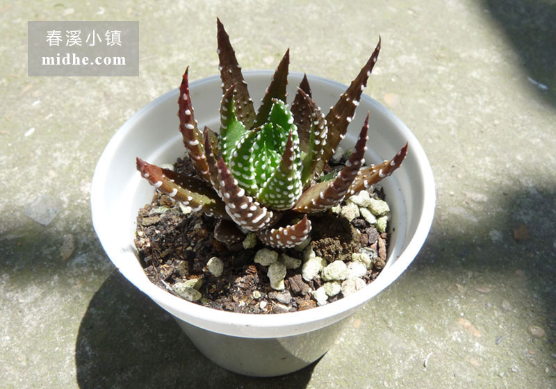 鹰爪(小白盆)-春溪小镇