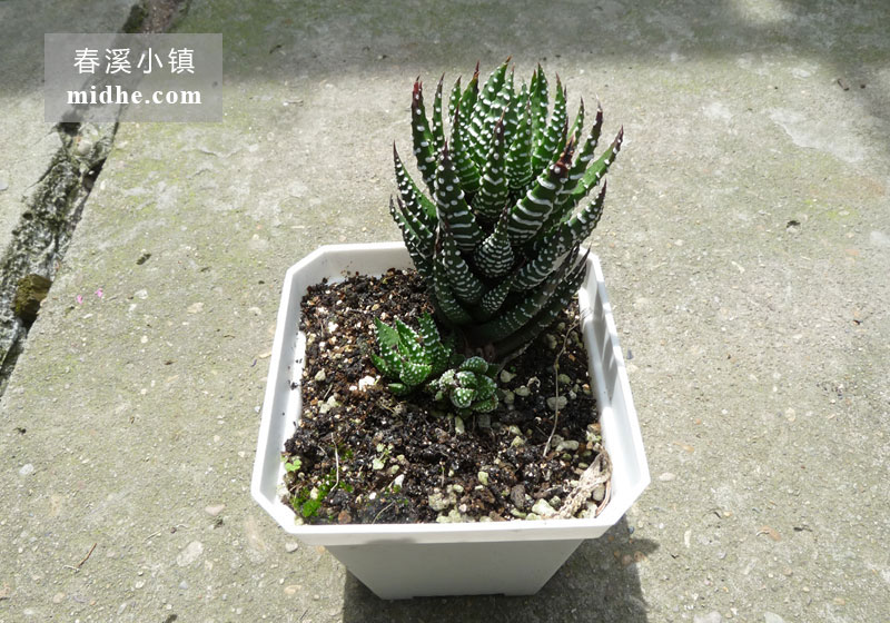 鹰爪(大方盆)-春溪小镇