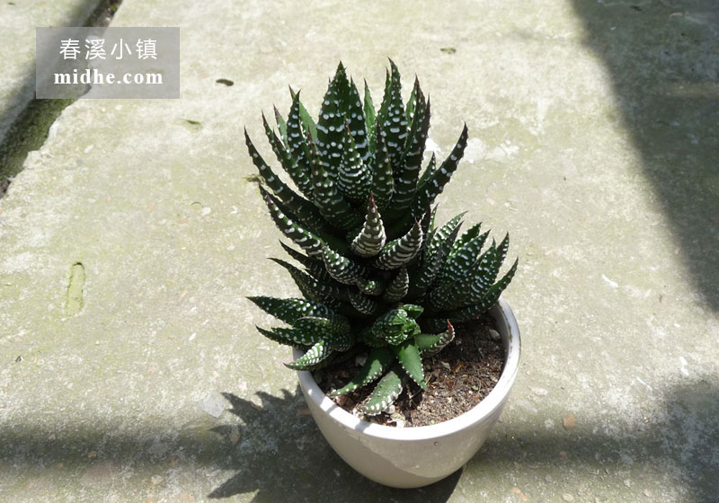鹰爪(陶瓷盆)-春溪小镇