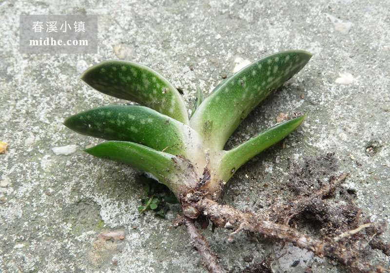 子宝(单株)-春溪小镇