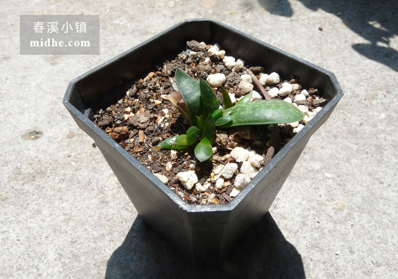 子宝(小方盆)-春溪小镇